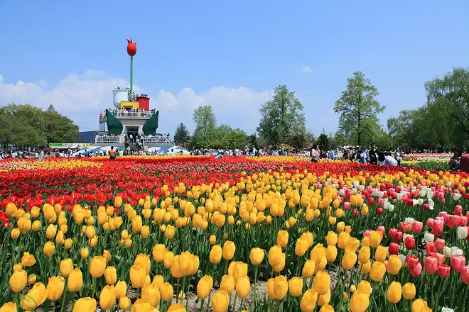 画像:砺波チューリップ公園