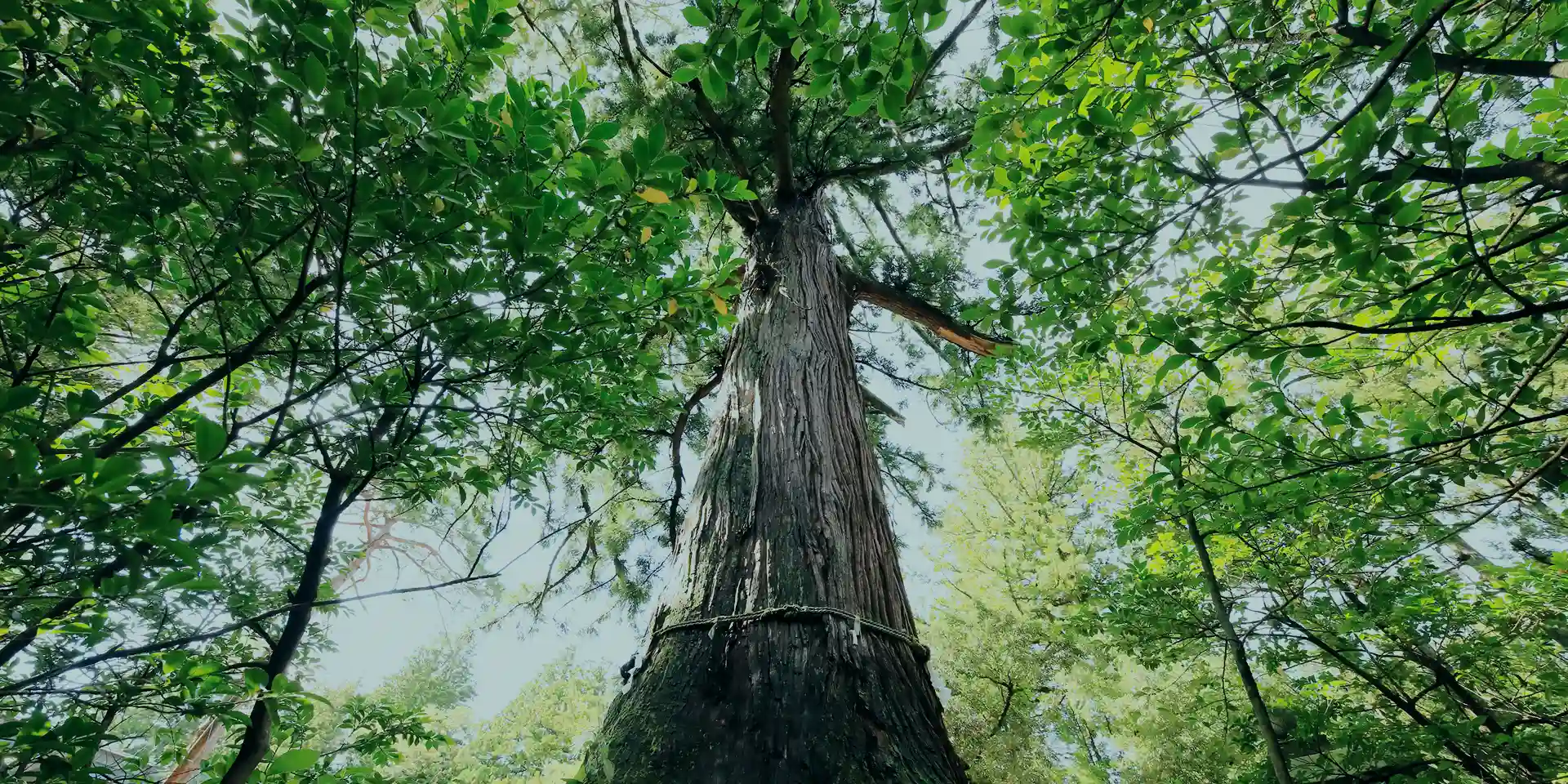 写真:大木を見上げたイメージ