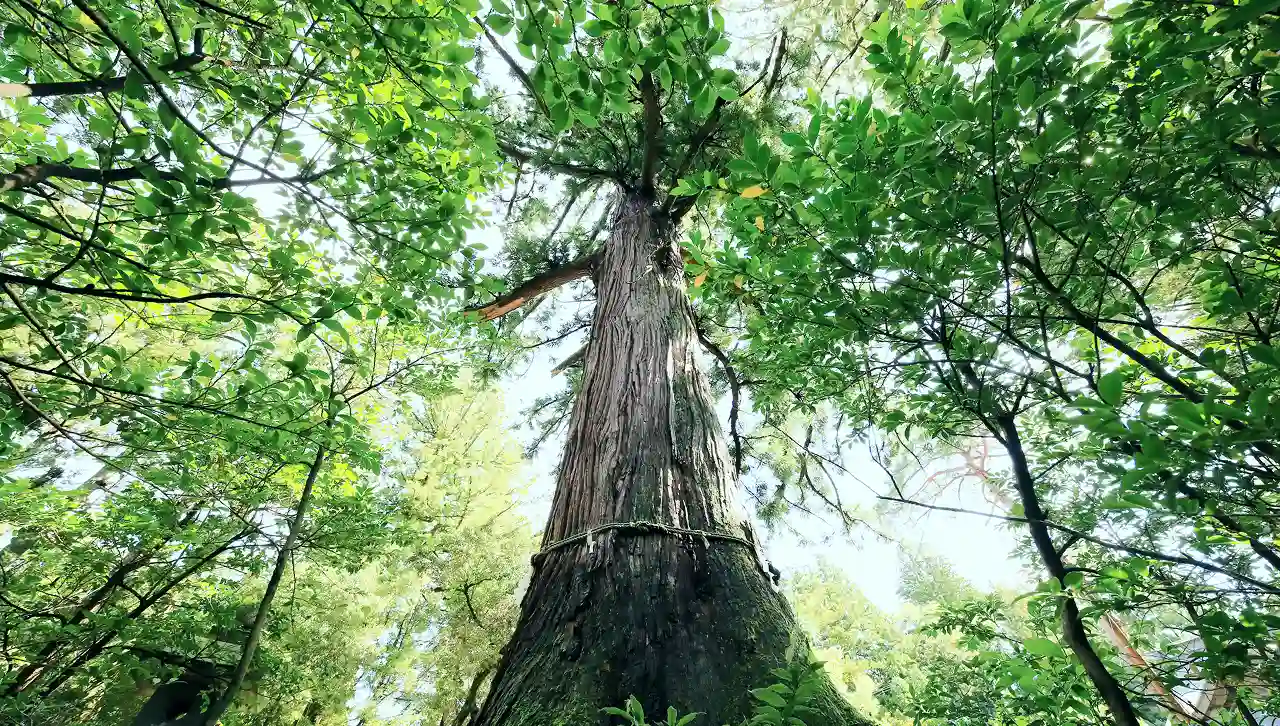 画像:松島大杉を見上げた写真
