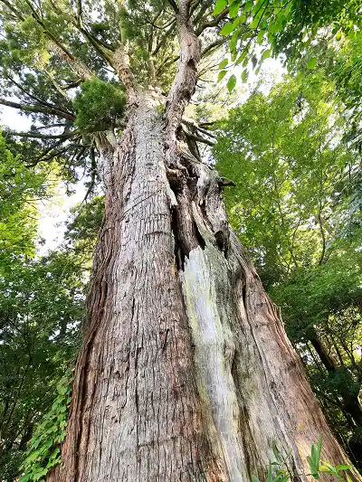 画像:松島大杉を見上げた写真
